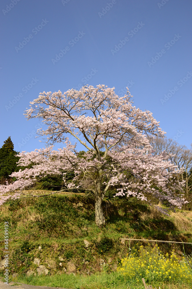 山畑の古桜 山畑の古桜