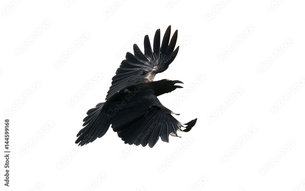 Obraz premium close up feather of black crow flying isolate white background