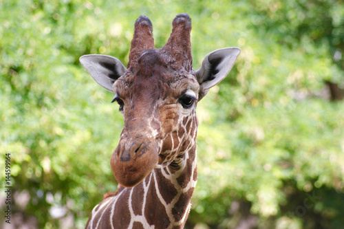 Giraffe's Selfie, Nairobi, Kenya