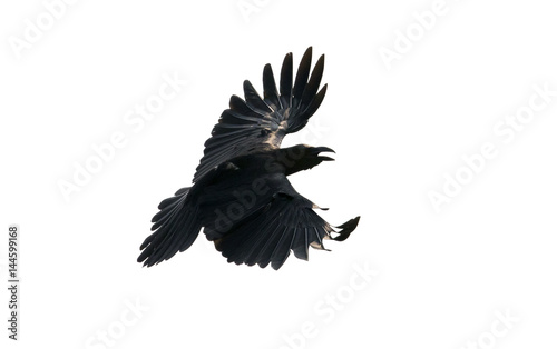 close up feather of black crow flying isolate white background