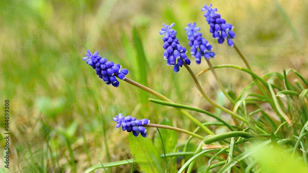 Beautiful spring blue flower grape hyacinth with sun and green grass. Macro shot of the garden with a natural blurred background.(Muscari armeniacum) Beautiful spring blue flower grape hyacinth with sun and green grass. Macro shot of the garden with a natural blurred background.(Muscari armeniacum)
