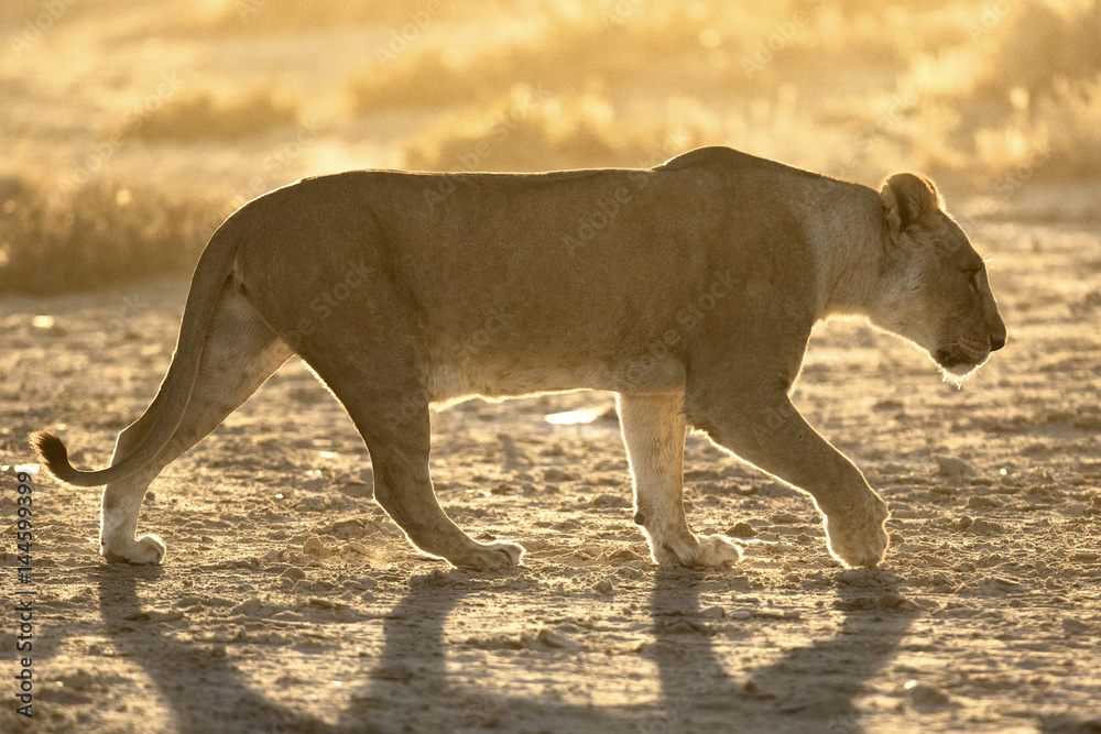 Fototapeta premium lioness walking at sun rise