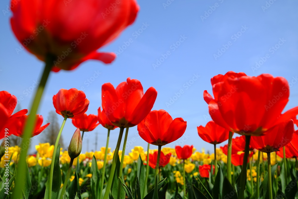 Fototapeta premium チューリップ畑