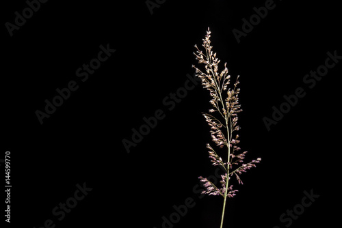 prairie grasses on black background