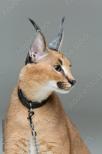 Beautiful caracal lynx sitting over grey background photo