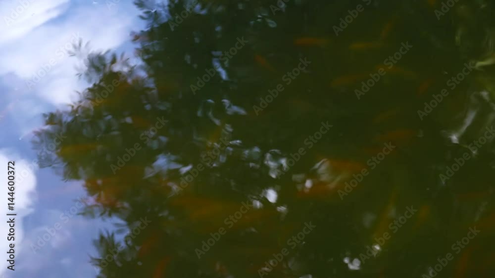 fish floating on the water surface and jump out of the water in the Chinese pond fish floating on the water surface and jump out of the water in the Chinese pond