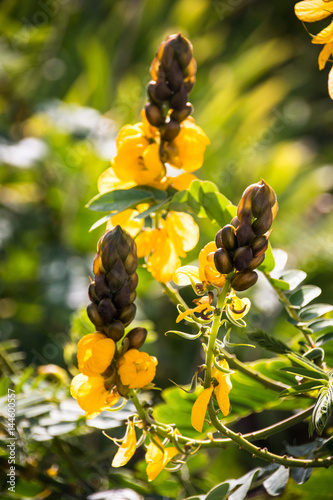 Three Yellow flowers of the popcorn bush photo