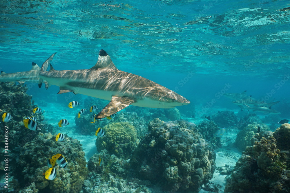 Naklejka premium Blacktip reef shark underwater ocean with tropical fish butterflyfish and corals in a lagoon of a south Pacific island in French Polynesia