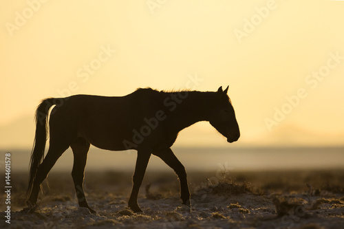 Wild Namibian Desert Horse.