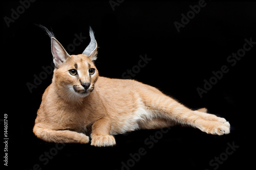 Beautiful caracal lynx over black background photo