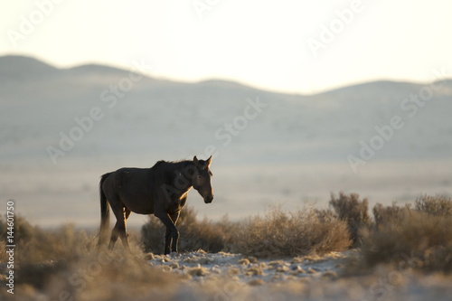 Wild Namibian Desert Horse.