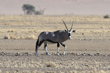 Oryx in Sossusvlei, Namibia.