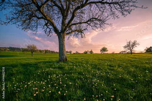 Wallpaper Mural Sunset in April Torontodigital.ca