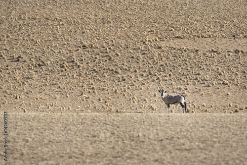 Oryx by a fairy circle in Sossusvlei.