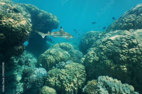 Massive stony corals underwater with a blacktip reef shark, south Pacific ocean, New Caledonia