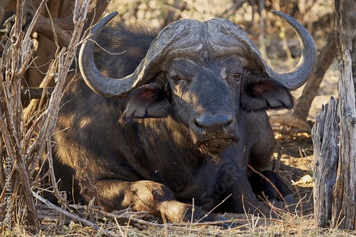 Cape buffalo resting