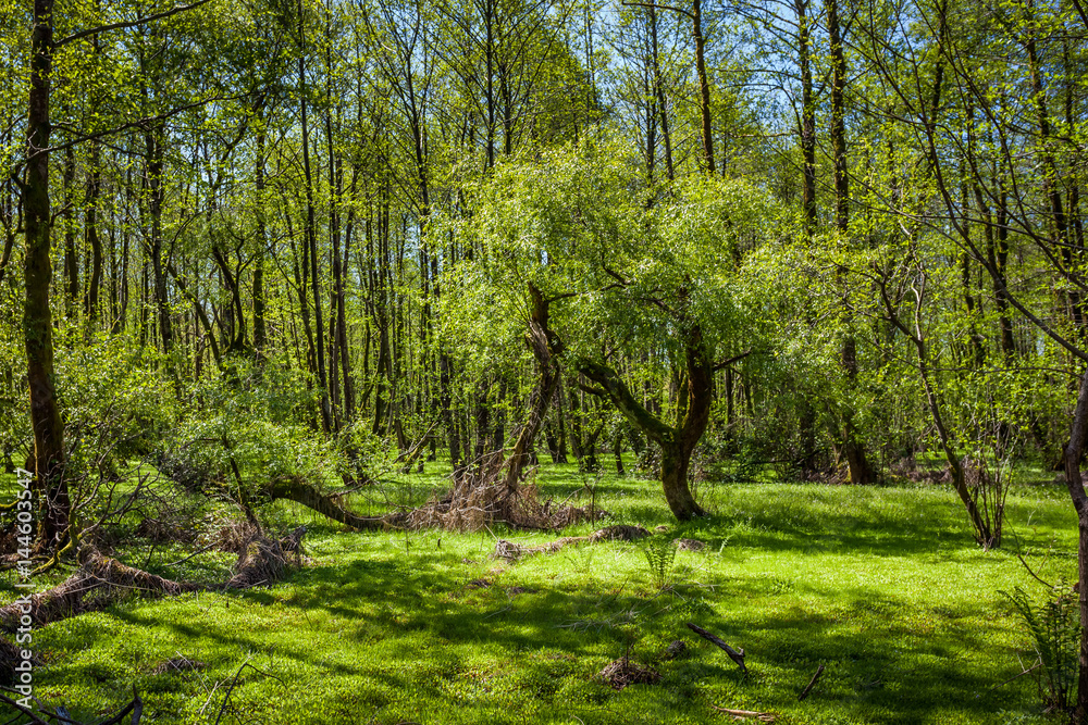 Fototapeta premium Beautiful green spring forest landscape, humid sunny day