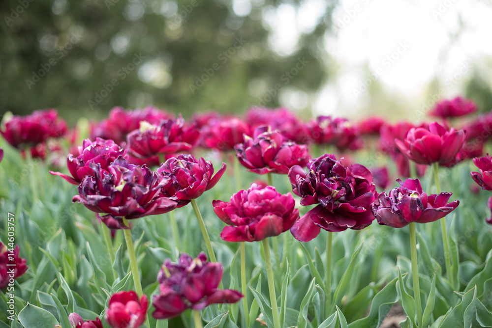 Purple and Red Tulips in Garden Purple and Red Tulips in Garden