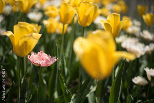 Yellow Orange White Pink and Red Tulips in Garden