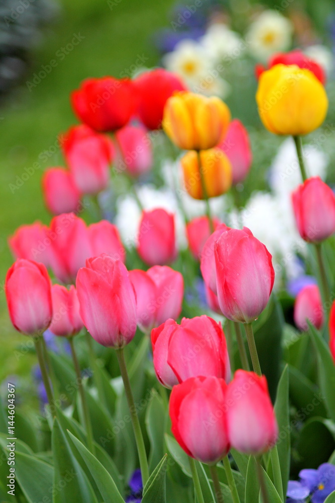 Red, pink, yellow tulips in park on shallow focus background.
