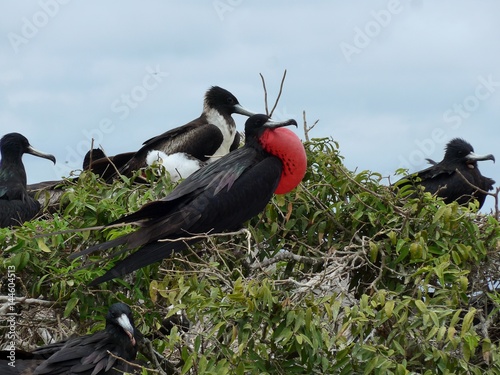 Family of Frigate birds atop dense shrubbery on the hilltops of Isla de la Plata, Ecuador.