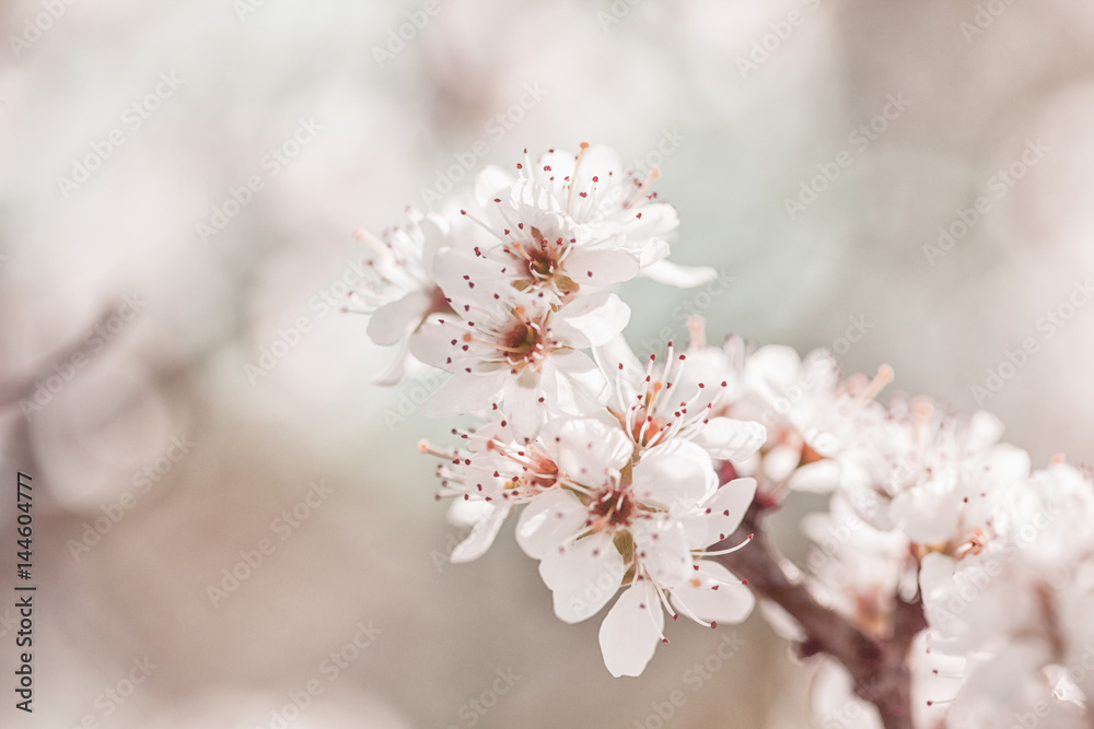 Close up of spring blossom in orchard; selective focus; no people; 