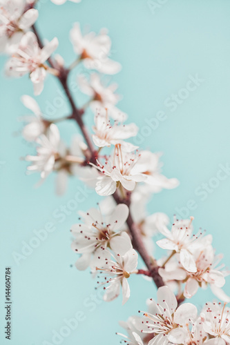 Close up of spring blossom in orchard; selective focus; no people; 