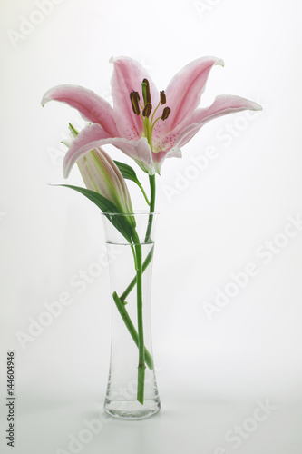 Stargazer Lily flower in vase and on white background Fototapete