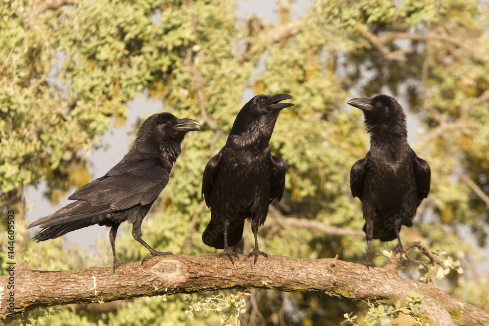 Fototapeta premium Common raven. Corvus corax