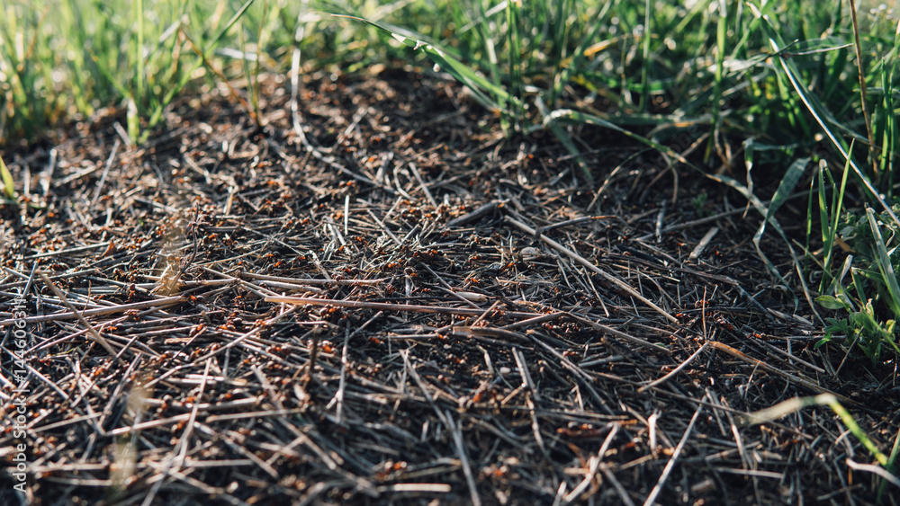 close-up of the forest of ant. Ants in the forest. Ants and nature in macro. close-up of the forest of ant. Ants in the forest. Ants and nature in macro.