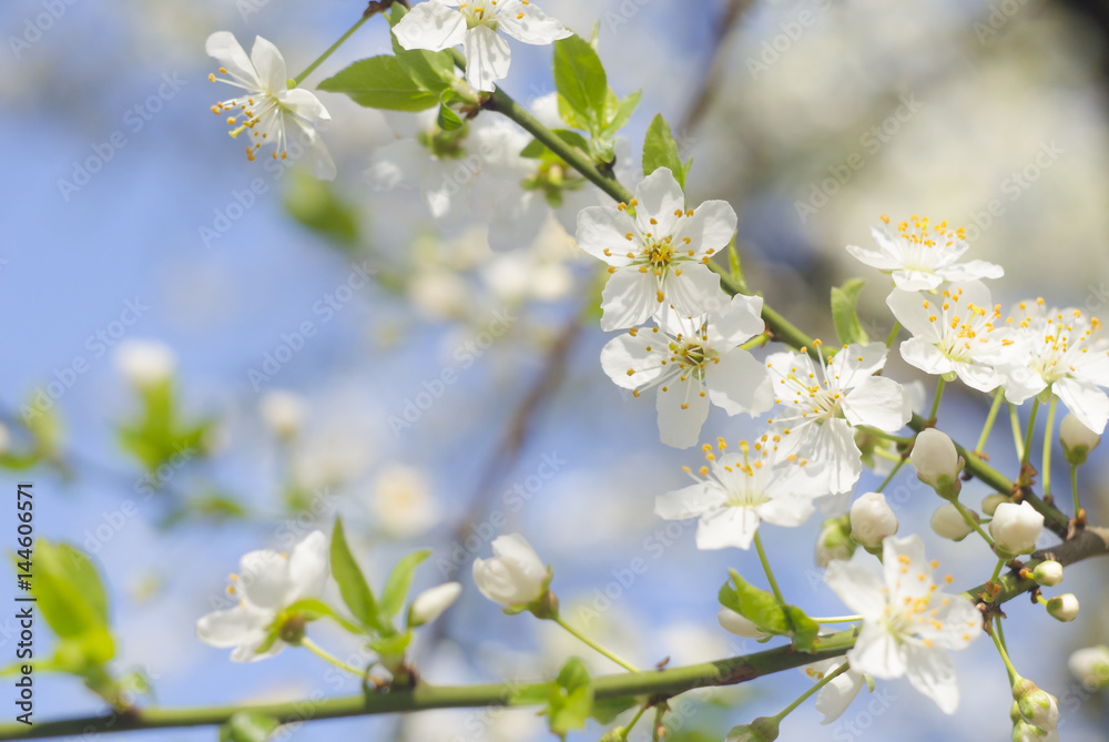 Spring beautiful blossoming apple-tree or cherry branches. Springtime background. Close up. Spring branch of a tree, with blossoming white small flowers on a bokeh background
