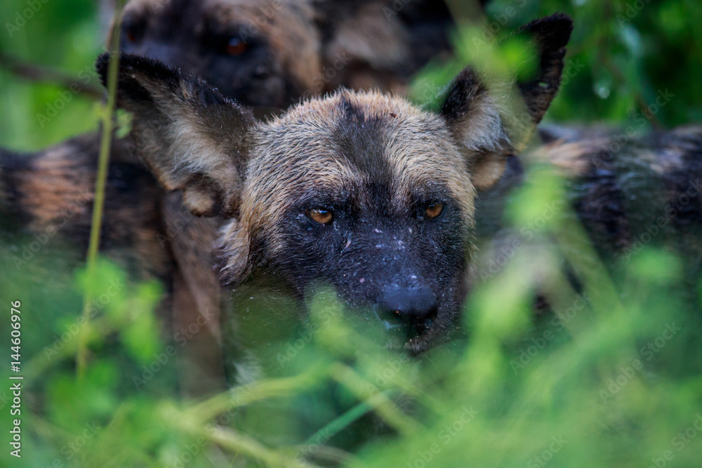 Wet African wild dog starring. Wet African wild dog starring.