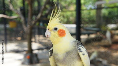 crested parakeet
