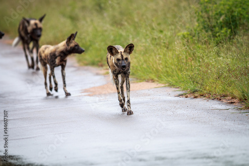 African wild dog running towards the camera. © simoneemanphoto