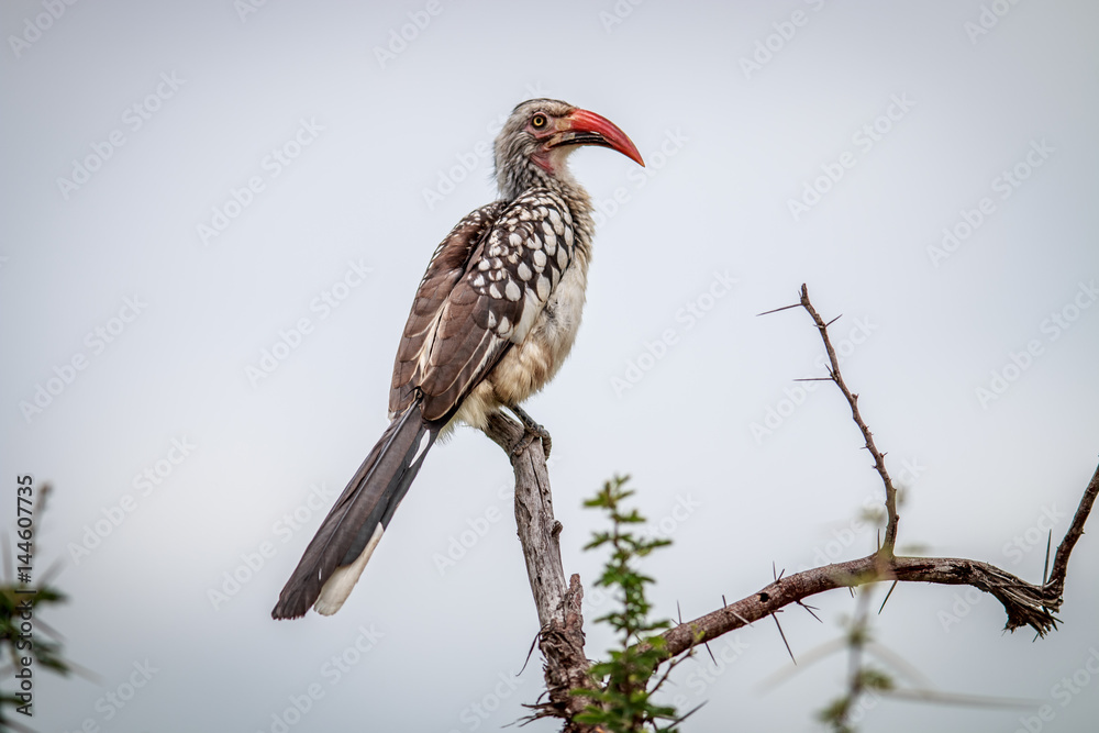 Red-billed hornbill on a branch.