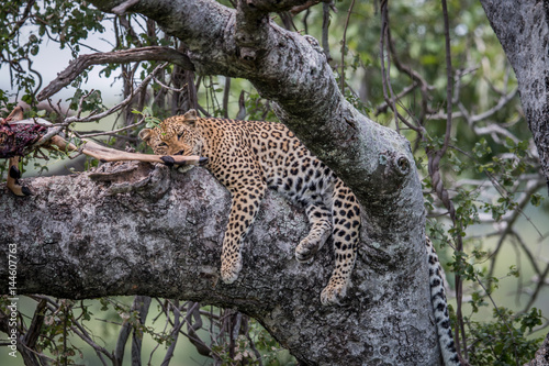 Leopard sleeping in a tree with kill.