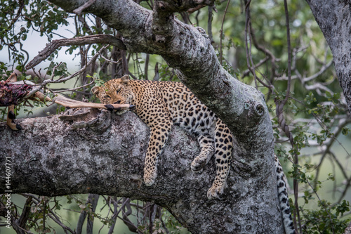 Leopard sleeping in a tree with kill.