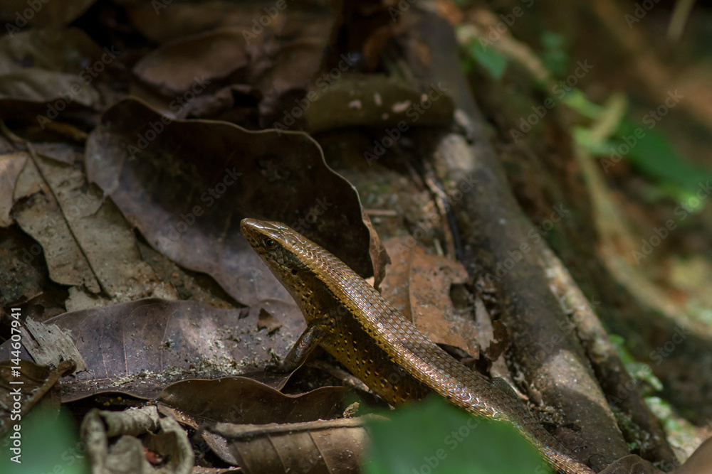 Close up of upper body and head of a Skink Lizard. Close up of upper body and head of a Skink Lizard.