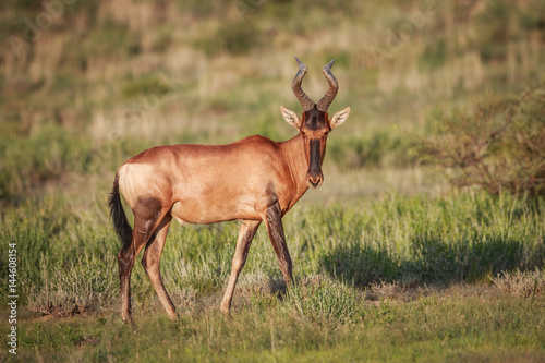Red hartebeest in the grass.