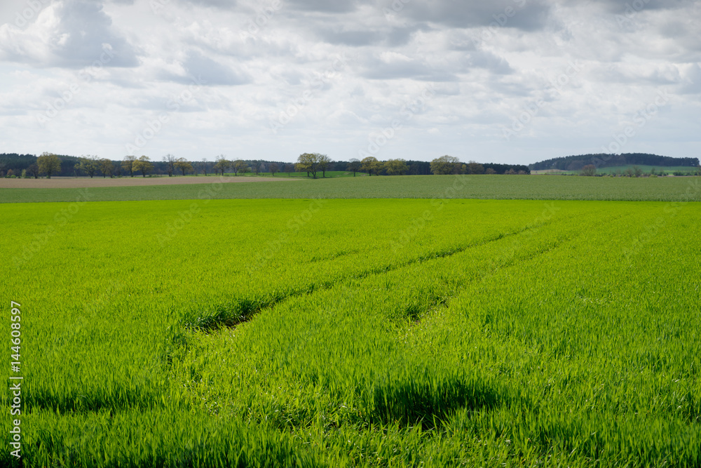 trees on a field in spring