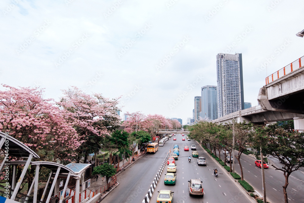 Obraz premium Tabebuia rosea.