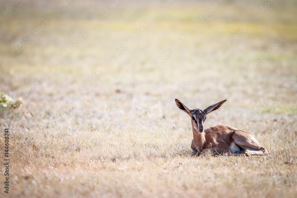 Fototapeta premium Baby Springbok laying in the grass.