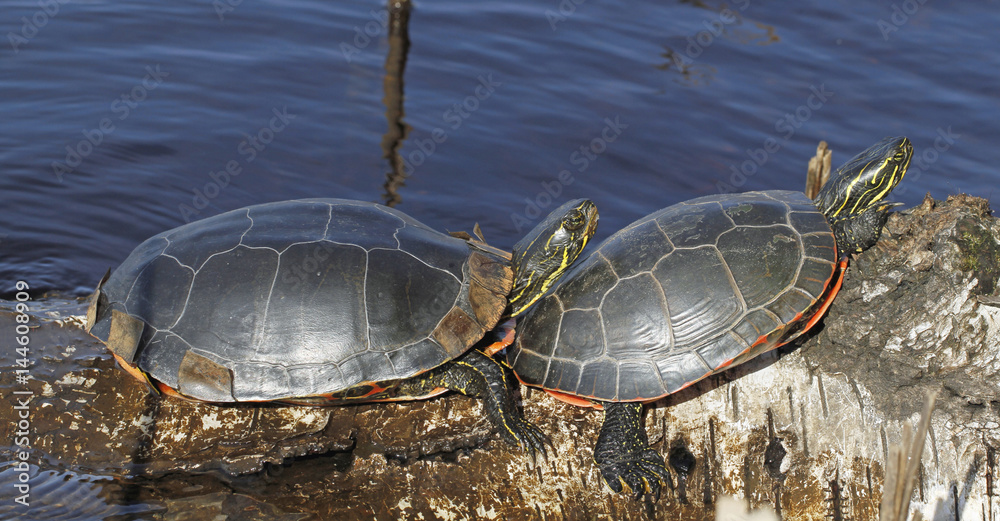 Naklejka premium Western painted turtle sunning itself on the log in Boulevard Lake, Thunder Bay; Ontario, Canada.