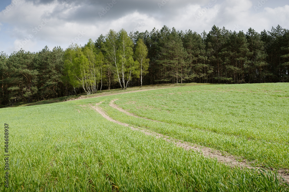 trees on a field in spring