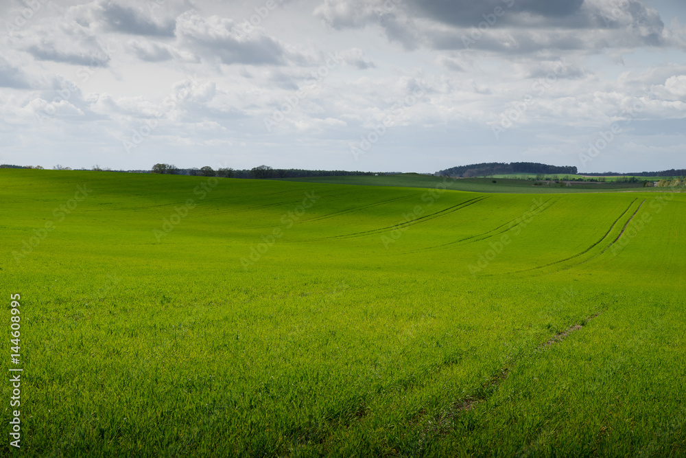 trees on a field in spring