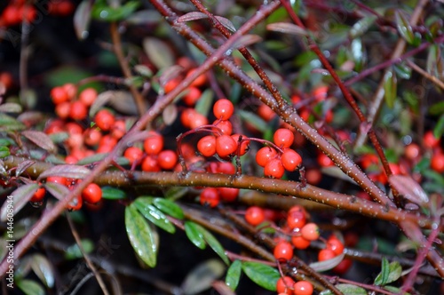 Victory Pyracantha vermelha