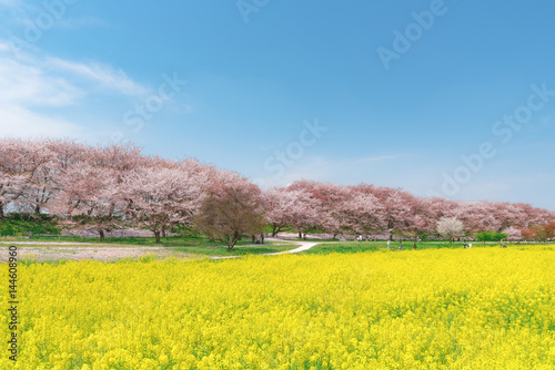 Fotografija canolaflower and cherry blossom, satte city, saitama, japan