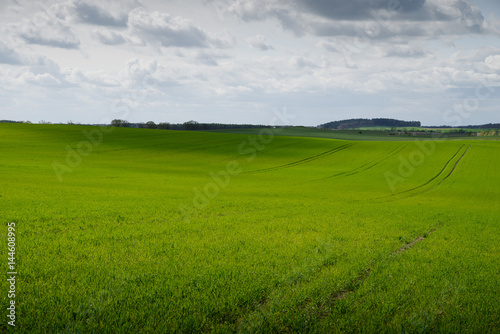 trees on a field in spring