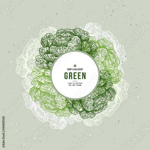 Fresh organic vegetables vintage engraved design template. Botanical cabbage illustration. Vector illustration