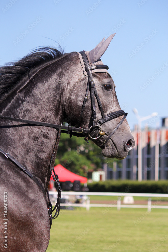 Portrait of gray sport horse during show Portrait of gray sport horse during show